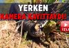 Yılan kurbağayı saniyeler içinde yuttu